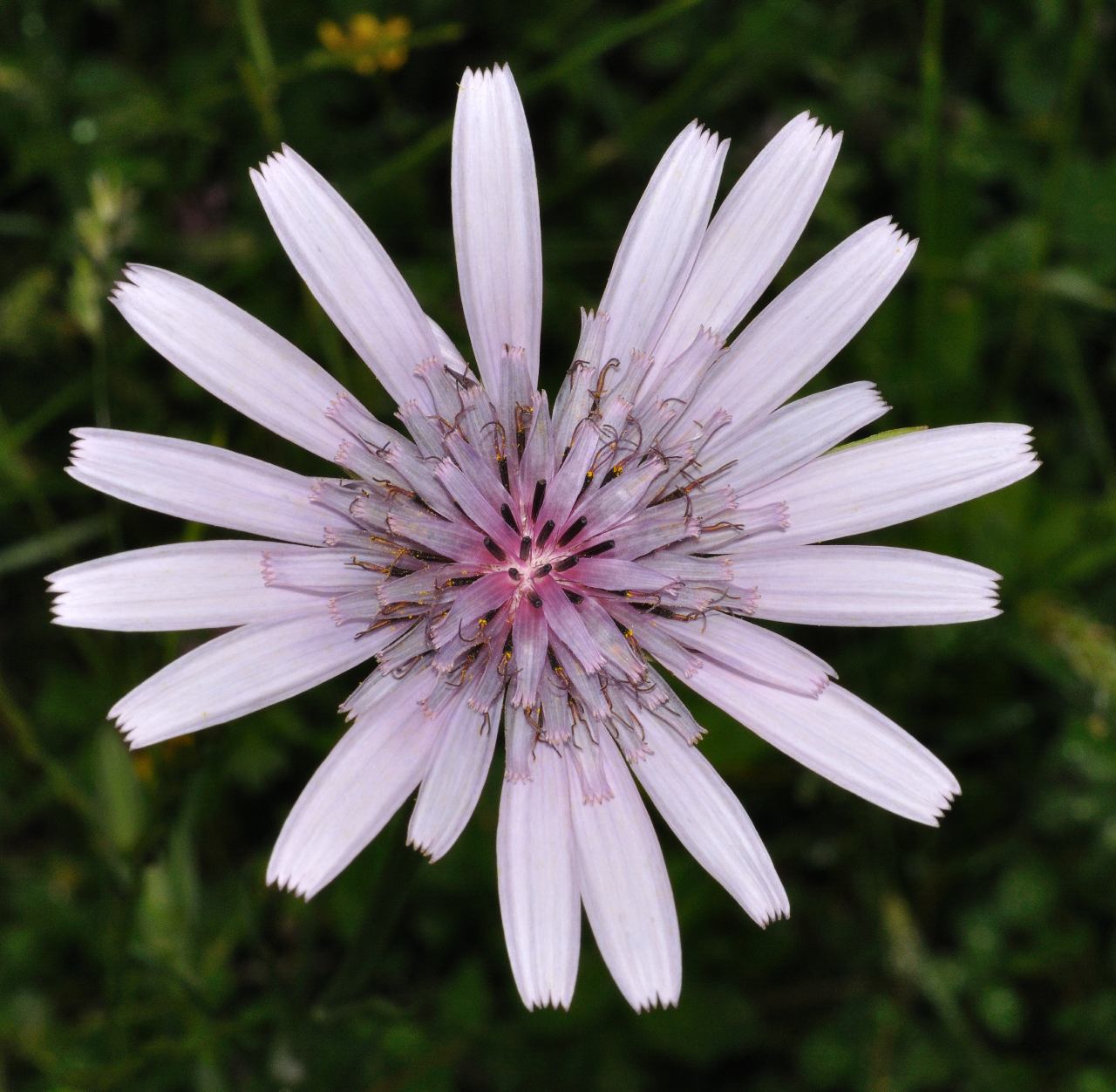 Tragopogon sp.